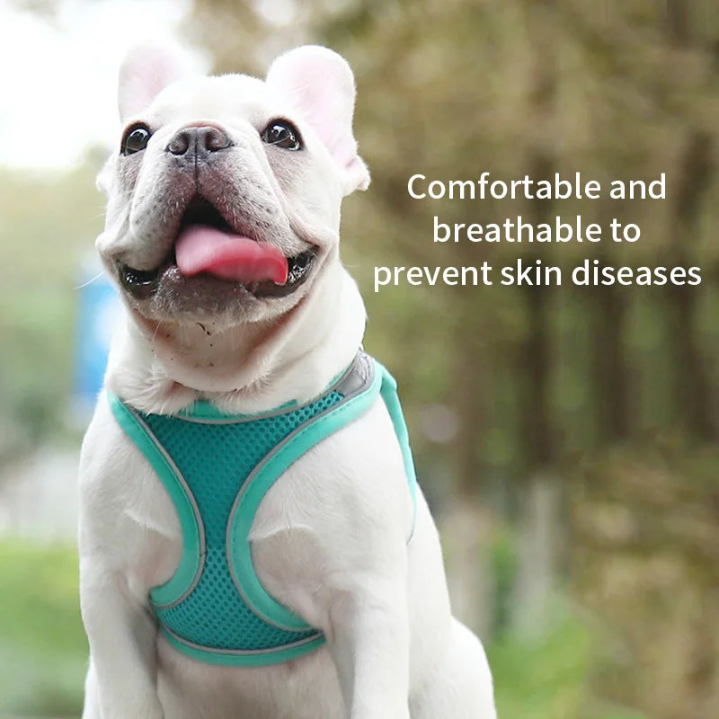 PawComfort Harness &amp; Leash